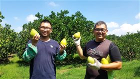 正宗麻豆文旦怎麼挑？達人教您撇步！