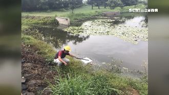 漏油案餘波！油庫旁「生態池」遭污染