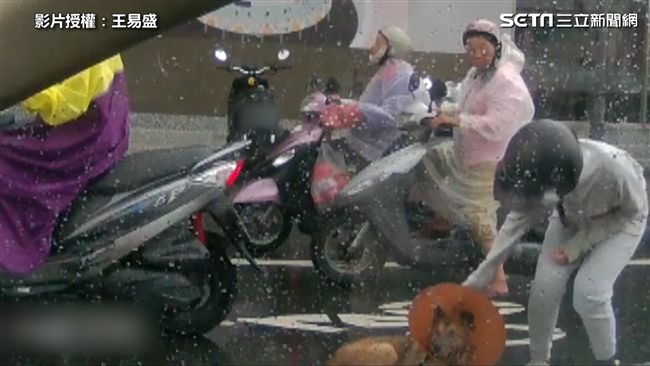 視障犬呆坐路中央　口罩妹暖抱走解危