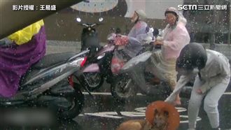 視障犬呆坐路中央　口罩妹暖抱走解危