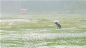 高雄暴雨，小黑狗孤獨坐在濕透的草地。（圖／翻攝自爆廢公社臉書）