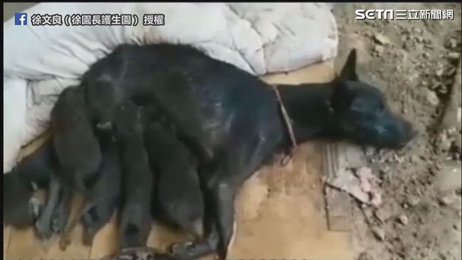 狗媽媽無力癱軟仍餵兒　救治拾笑容