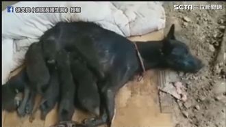 狗媽媽無力癱軟仍餵兒　救治拾笑容