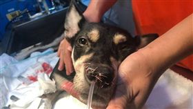 新北,永和,分屍,LULU,忠犬,狗,吐司,外籍男,浪浪別哭（圖／翻攝自浪浪別哭臉書）