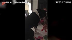 汪星人不滿按摩停止，回頭狠瞪。