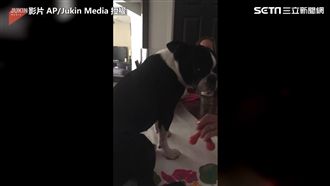 霸氣汪就要馬殺雞　鏟屎官停手遭狠瞪