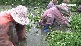 水淹中部蔬菜產區！青江菜上漲63%