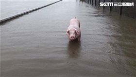 嘉義,大雨,淹水,養豬戶,養雞戶,游泳,溺斃