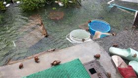 豪雨,災情,逃難,螺肉,蝸牛（圖／翻攝自爆廢公社）