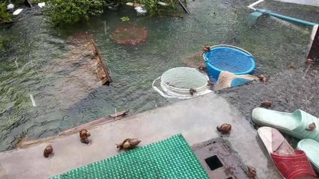 家中後院淹水　驚見上百隻小動物逃難