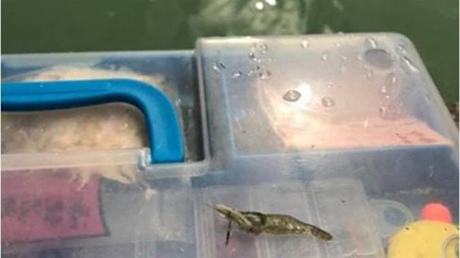 釣蝦驚魂！水面浮「鬼臉」嚇到秒收工