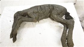  俄羅斯,科學家,永凍土,火山,馬,遺骸,解剖,Grigory Savvinov　圖／翻攝自Edersaas http://www.edersaas.ru/?p=95112