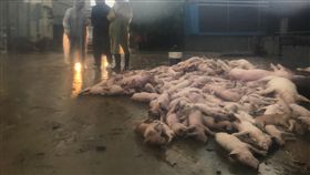 嘉義畜牧災情慘　張花冠勘災熱帶性低氣壓為嘉義縣帶來超大豪雨，多處傳出淹水、農作物受損、畜牧場禽畜死亡等災情，民雄鄉菁埔村一處養豬場有400隻豬隻被淹死，嘉義縣長張花冠（左）24日下午前往勘災。（嘉義縣政府提供）中央社記者江俊亮傳真　107年8月24日