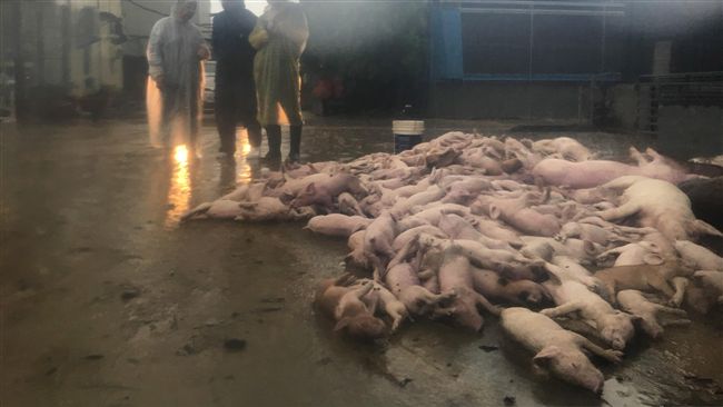 近5千頭豬溺斃…國軍動員救倖存豬