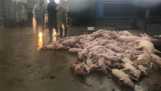 近5千頭豬溺斃…國軍動員救倖存豬