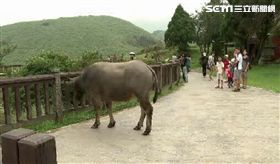 攻擊事件頻傳!擎天崗野生牛