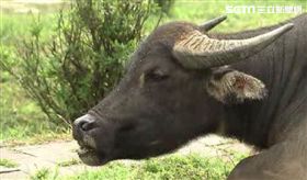 攻擊事件頻傳!擎天崗野生牛