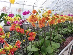 花博，蘭花，蝴蝶蘭，游生全（台中市府提供）