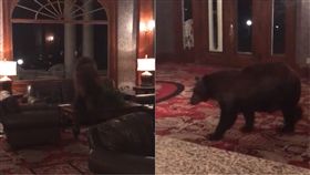 美國,科羅拉多州,動物,熊,棕熊,接待,偷拍,嬉戲,櫃台,旅館　圖／翻攝自YouTube http://youtu.be/jz6CcGBIyMs