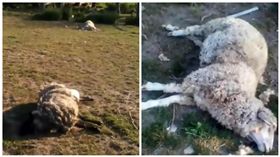 烏克蘭,綿羊離奇死亡（圖／翻攝自推特）