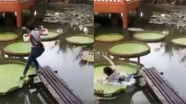 想拍美照！女踩破蓮花　網：笑到歪腰