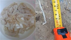 條蟲,生食,腸,寄生蟲,泰國,檢查,腸胃,陣痛,捲尺 圖／翻攝自臉書　https://goo.gl/WutkuE