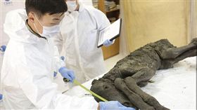 科學家在俄羅斯發現一隻保存完整的古代馬種。（圖／翻攝自每日郵報）