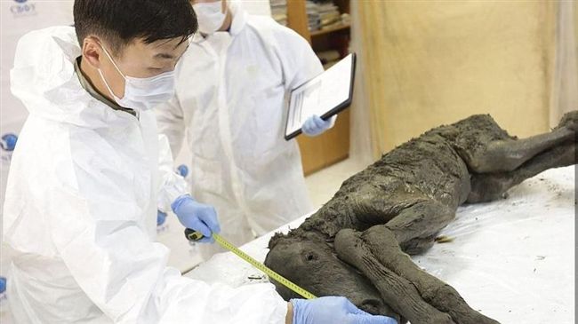 挖出4萬年古代馬！毛髮內臟清晰可見