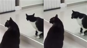 七月詭貓照鏡子！鏡中倒影「緩慢回頭」　圖／翻攝自爆廢公社