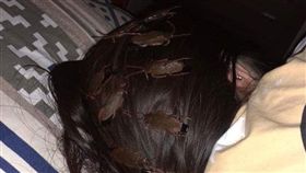 民眾頭上被別滿蟑螂髮夾（圖／翻攝自爆料公社）