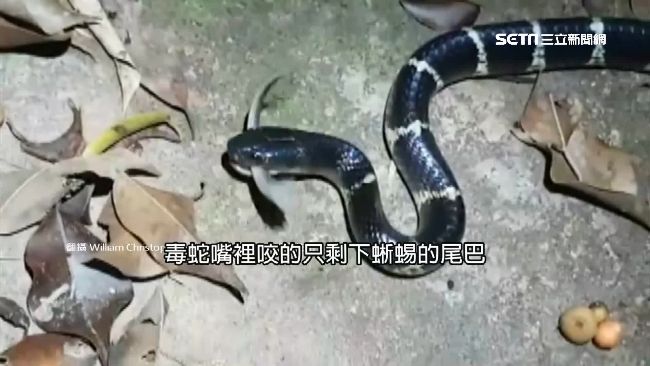 雨傘節狠咬！他拍下蜥蜴斷尾求生瞬間