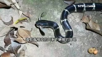 雨傘節狠咬！他拍下蜥蜴斷尾求生瞬間