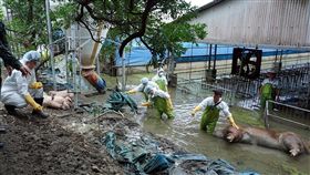 國軍化學兵進駐嘉義消毒（2）陸軍第10軍團化學兵群26日在嘉義縣受災區，持續對豬隻家禽及環境噴灑消毒劑，避免傳染疾病趁隙而入。（陸軍第10軍團提供）中央社記者黃國芳傳真　107年8月26日