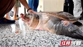 大陸,湖南,鱉王,清朝,嘉慶,長壽（圖/翻攝自紅網微博）