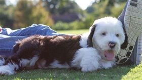 撞臉史努比！美國狗狗網路暴紅　網友大呼好想買一隻來抱（圖／翻攝自otis_unleashed IG）美國,狗狗,史努比,撞臉