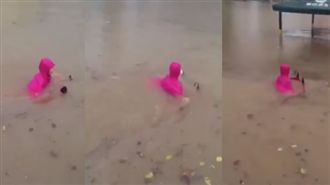 騎士勇闖汪洋奔馳　網驚呆：跪求廠牌