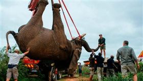 人類叫囂殺了牠　只因牠想回到住了45年的家（圖／翻攝自Mirror）