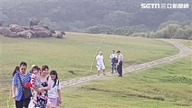 警方一度封閉擎天崗步道，並派員勸導遠離牛群（翻攝畫面）
