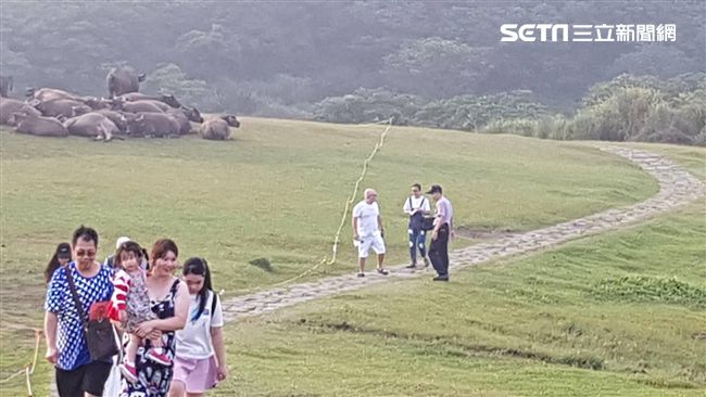 暴衝撞死老婦　擎天崗2野牛被結紮
