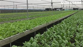 大雨,菜價,農業委員會,農糧署,蔬菜