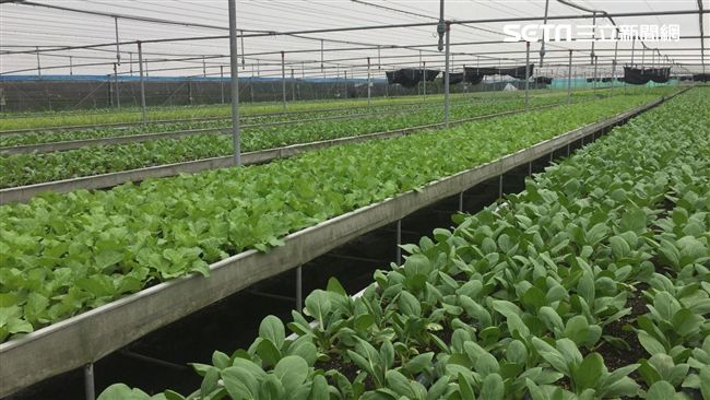 農糧署：蔬菜供應充足　請消費者放心