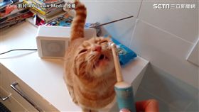 喵皇喜歡電動牙刷撓癢癢。