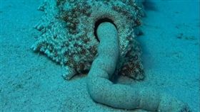 海參大便（圖／翻攝GIAdventure臉書專頁）