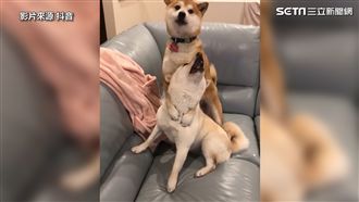 為了肉骨頭　赤柴使出霹靂追魂鎖喉