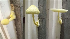 香菇,大雨,潮濕,／翻攝自爆怨公社