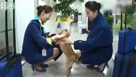 韓國一隻流浪狗Dony原本被丟棄在停車場，後來被一名空姐帶回辦公室，成為航空公司的吉祥物，每天坐擁在一堆漂亮空姐，時不時還會求抱抱、求撫摸。不少網友看到後，紛紛直呼「真的是好狗命！」（圖／翻攝自糗事百科）