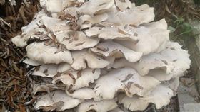 巨無霸野菇 白色松茸　圖／翻攝畫面