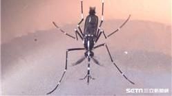 本土登革熱。（圖／疾管署提供）