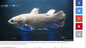 義大利,活化石,腔棘魚,石油,開採

http://bali.tribunnews.com/2017/07/11/dipamerkan-di-jepang-begini-penampakan-ikan-purba-yang-hidup-di-perairan-indonesia-dan-afrika-ini