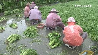 九層塔狂漲375％　賣場菜價反較低